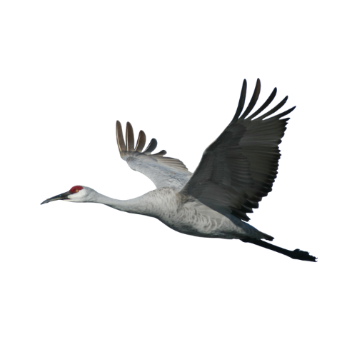 Detalle simbólico de tsuru.